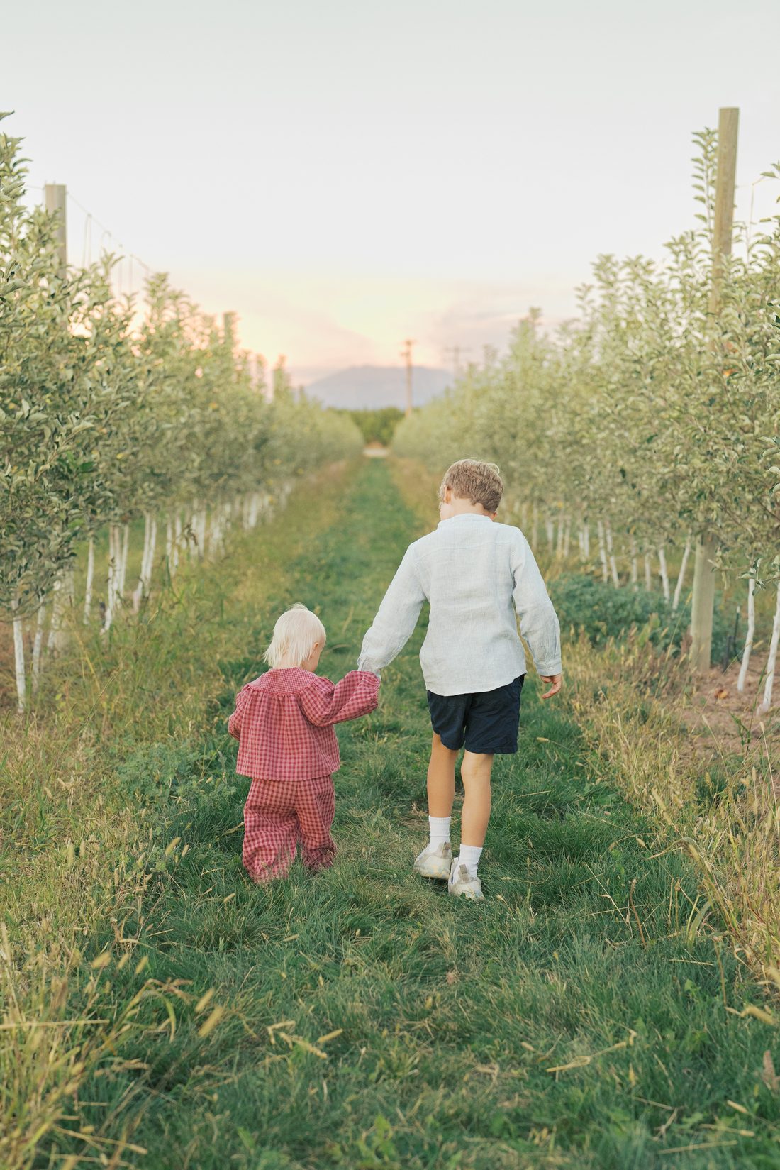 Big brother holding his little sister's hand walking through an orchard at sunset