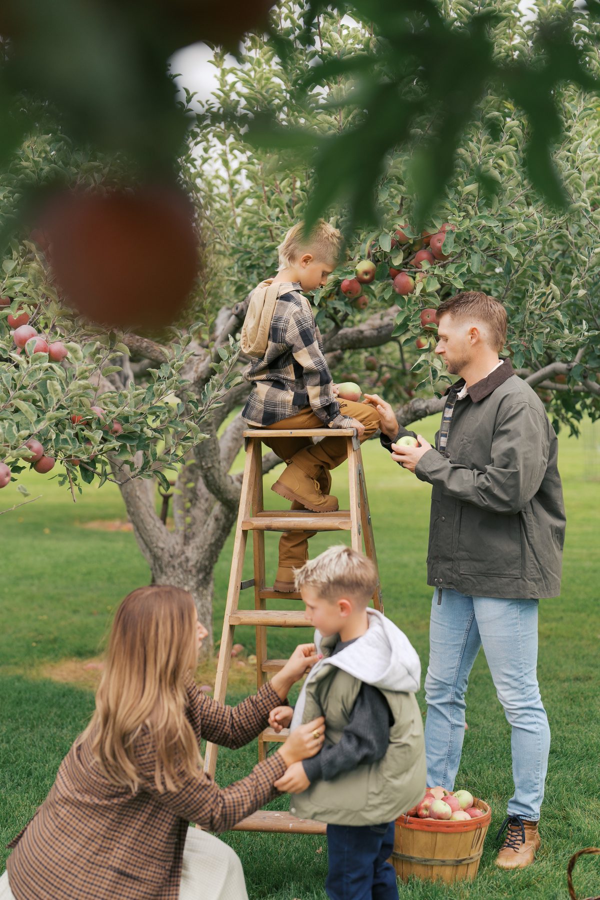 Family picking apples together around a wooden ladder in the orchard